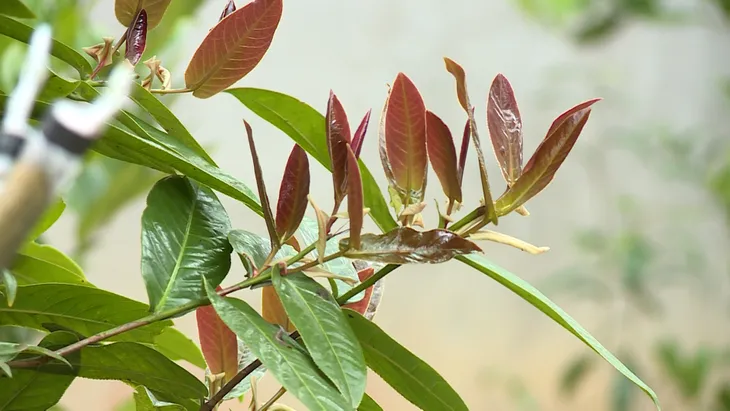Vỡ mộng bạch hải đường - Ảnh 5.