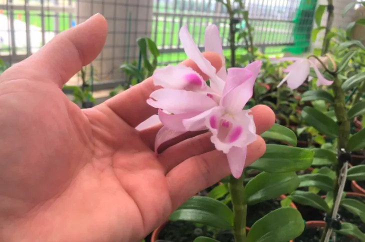 Lan đột biến hết thời tiền tỷ, tụt dốc rẻ hơn... rau muống - Ảnh 2. Lan đột biến hết thời tiền tỷ, tụt dốc rẻ hơn... rau muống - Ảnh 2.