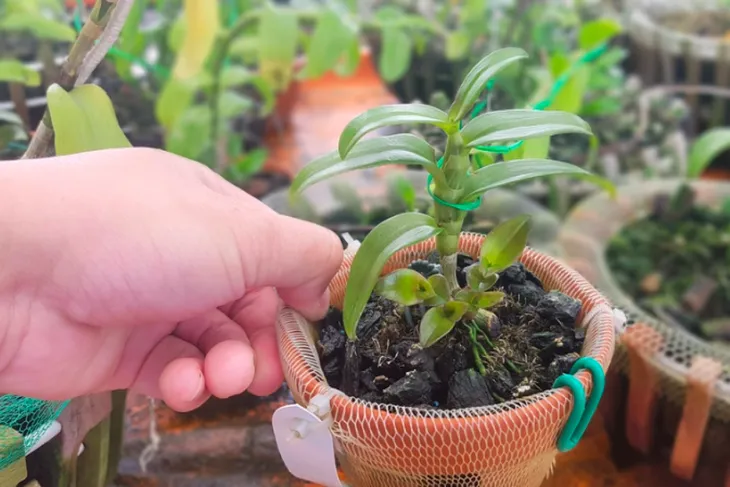 Lan đột biến hết thời tiền tỷ, tụt dốc rẻ hơn... rau muống - Ảnh 4. Lan đột biến hết thời tiền tỷ, tụt dốc rẻ hơn... rau muống - Ảnh 4.