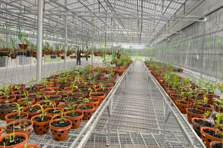 Lan đột biến hết thời tiền tỷ, tụt dốc rẻ hơn... rau muống - Ảnh 5. Lan đột biến hết thời tiền tỷ, tụt dốc rẻ hơn... rau muống - Ảnh 5.