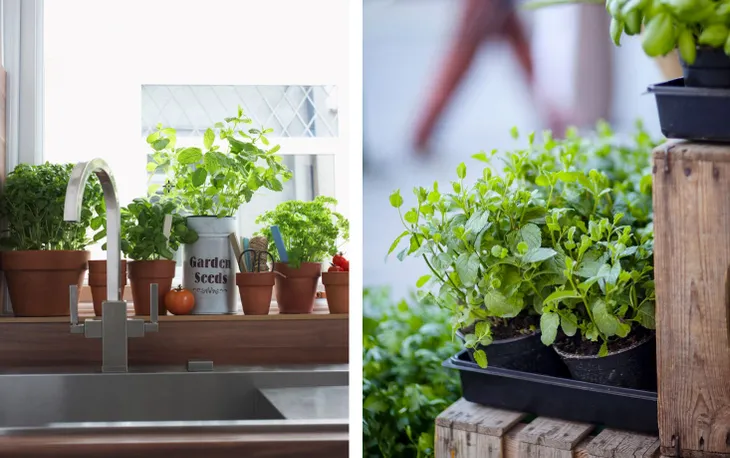 Cách trồng các loại thảo mộc trong nhà - Ảnh 3. Cách trồng các loại thảo mộc trong nhà - Ảnh 3.