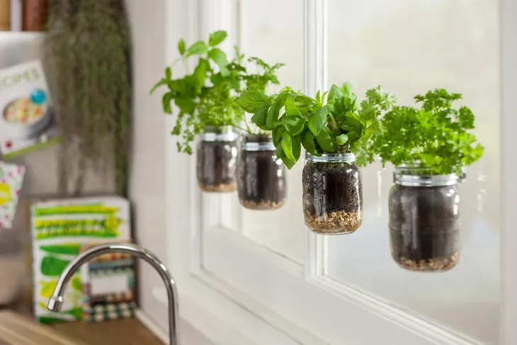 Cách trồng các loại thảo mộc trong nhà - Ảnh 4. Cách trồng các loại thảo mộc trong nhà - Ảnh 4.