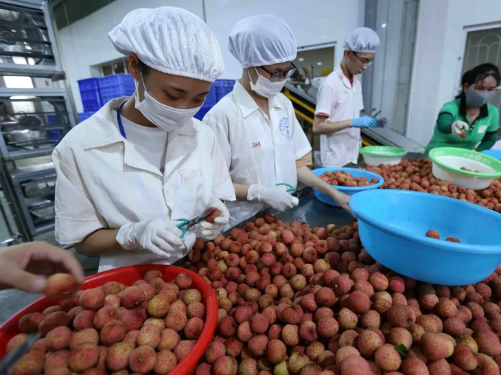 Tăng sức cạnh tranh cho trái vải Việt Nam tại Mỹ - Ảnh 1. Tăng sức cạnh tranh cho trái vải Việt Nam tại Mỹ - Ảnh 1.
