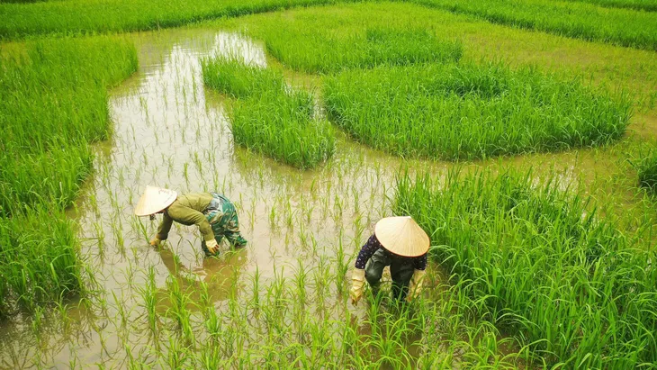 Nghỉ lễ 10/3, về Hang Múa, Tam Cốc ngắm lúa xanh đẹp nhất năm ở Ninh Bình - Ảnh 7. Nghỉ lễ 10/3, về Hang Múa, Tam Cốc ngắm lúa xanh đẹp nhất năm ở Ninh Bình - Ảnh 7.