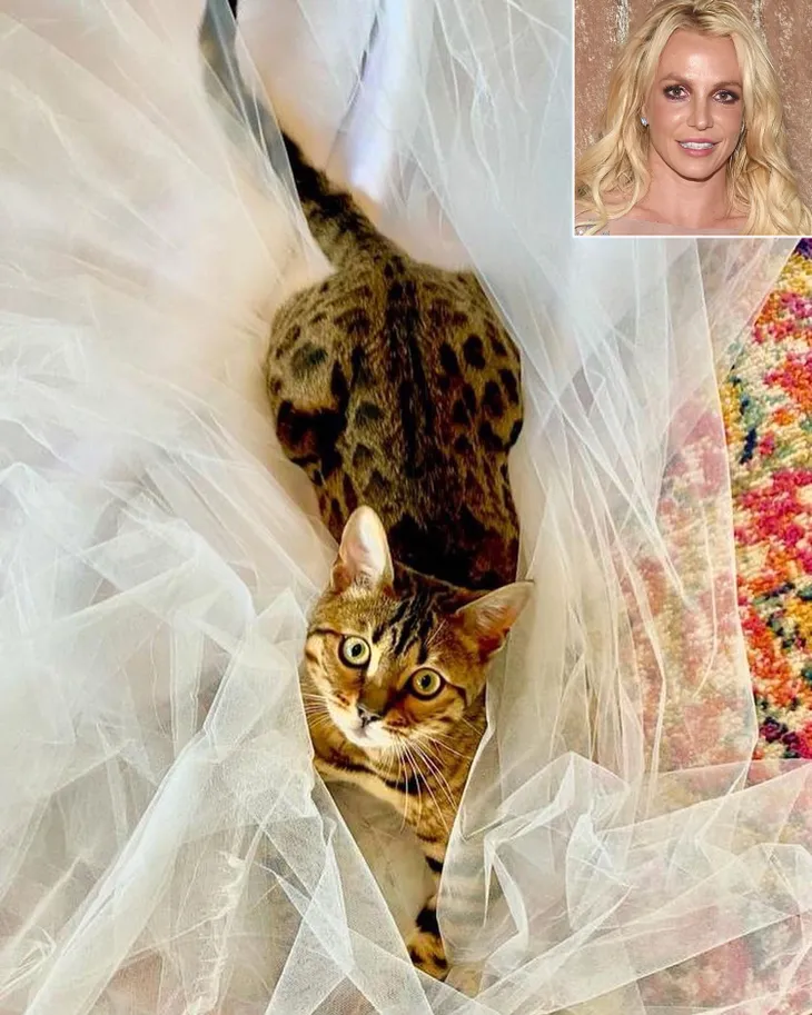 Britney Spears đã chọn được váy cưới - Ảnh 1. Britney Spears đã chọn được váy cưới - Ảnh 1.