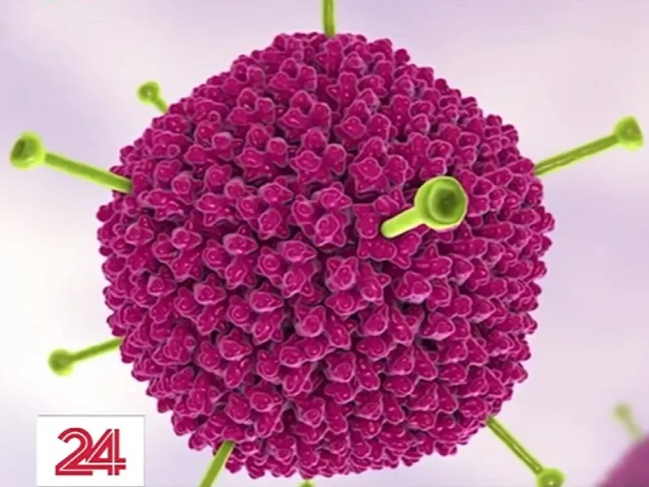 Adenovirus - tác nhân gây bệnh viêm gan bí ẩn ở trẻ? - Ảnh 3. Adenovirus - tác nhân gây bệnh viêm gan bí ẩn ở trẻ? - Ảnh 3.