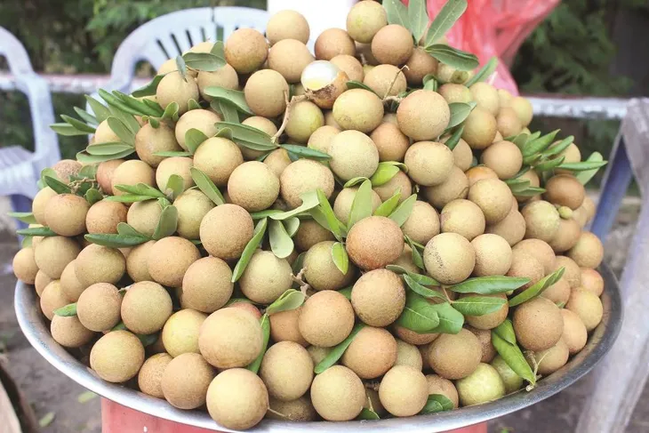 Nhãn trái vụ được mùa, được giá - Ảnh 2. Nhãn trái vụ được mùa, được giá - Ảnh 2.