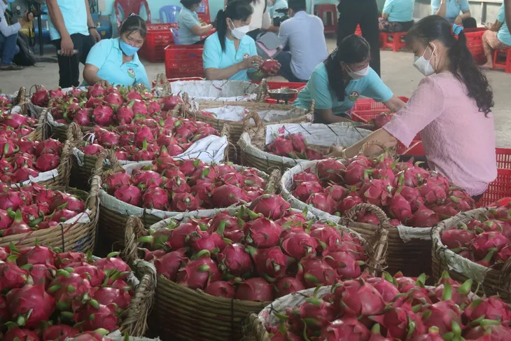 Giá thanh long tăng trở lại - Ảnh 2. Giá thanh long tăng trở lại - Ảnh 2.
