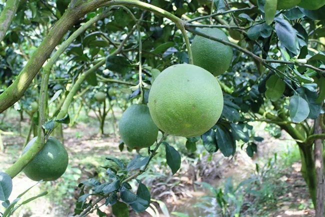 Bưởi Việt Nam chính thức được cấp phép xuất khẩu sang Mỹ - Ảnh 1. Bưởi Việt Nam chính thức được cấp phép xuất khẩu sang Mỹ - Ảnh 1.