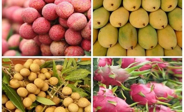 Bưởi Việt Nam chính thức được cấp phép xuất khẩu sang Mỹ - Ảnh 2. Bưởi Việt Nam chính thức được cấp phép xuất khẩu sang Mỹ - Ảnh 2.