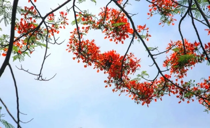 Hà Nội vào hè trong sắc hoa rực rỡ - Ảnh 2. Hà Nội vào hè trong sắc hoa rực rỡ - Ảnh 2.