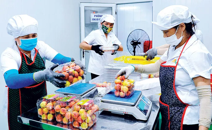 Doanh nghiệp kỳ vọng phục hồi từ gói hỗ trợ lãi suất 2% - Ảnh 1. Doanh nghiệp kỳ vọng phục hồi từ gói hỗ trợ lãi suất 2% - Ảnh 1.