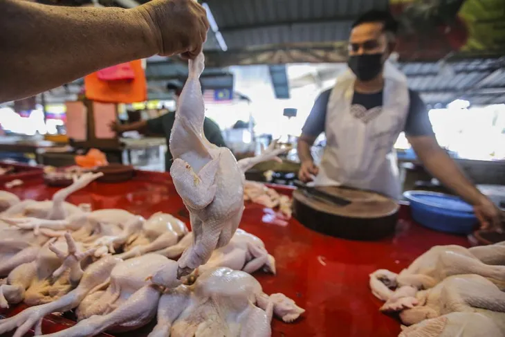 Malaysia nỗ lực kìm hãm đà tăng giá thịt gà - Ảnh 1. Malaysia nỗ lực kìm hãm đà tăng giá thịt gà - Ảnh 1.