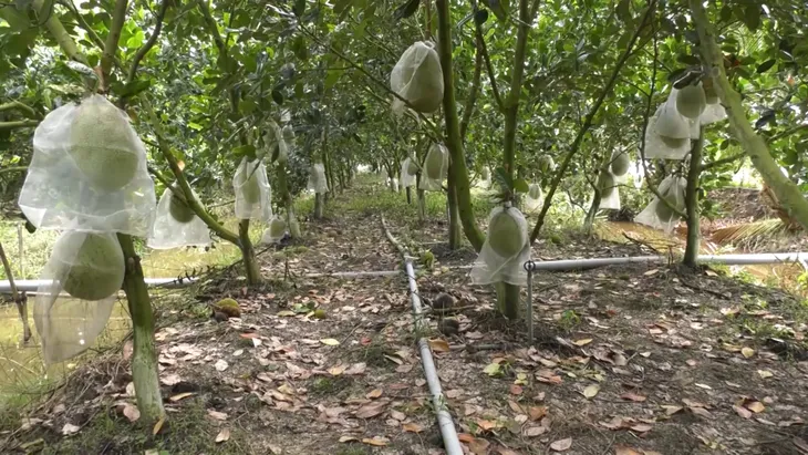Giá nông sản phía Nam tăng trở lại - Ảnh 1. Giá nông sản phía Nam tăng trở lại - Ảnh 1.