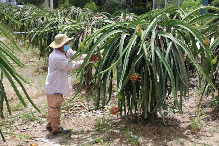 Trái cây được mùa, mất giá - Ảnh 2. Trái cây được mùa, mất giá - Ảnh 2.