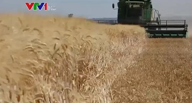 Hàng triệu tấn lúa mì của Ukraine đang bị đắp chiếu - Ảnh 1. Hàng triệu tấn lúa mì của Ukraine đang bị đắp chiếu - Ảnh 1.