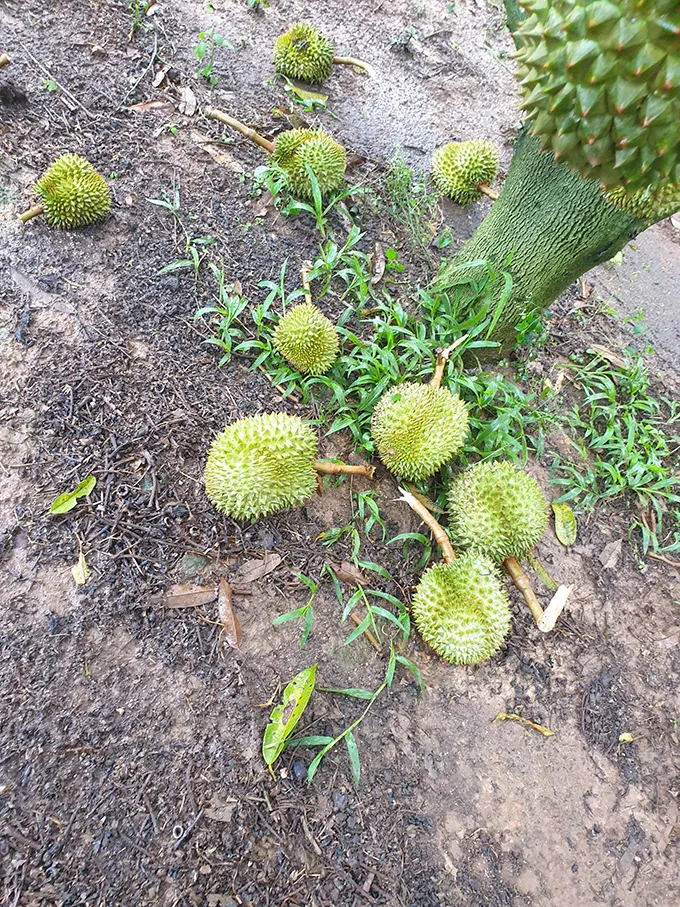 Nhiều nông dân trắng tay sau trận lốc xoáy ở miền núi Khánh Hòa - Ảnh 1. Nhiều nông dân trắng tay sau trận lốc xoáy ở miền núi Khánh Hòa - Ảnh 1.