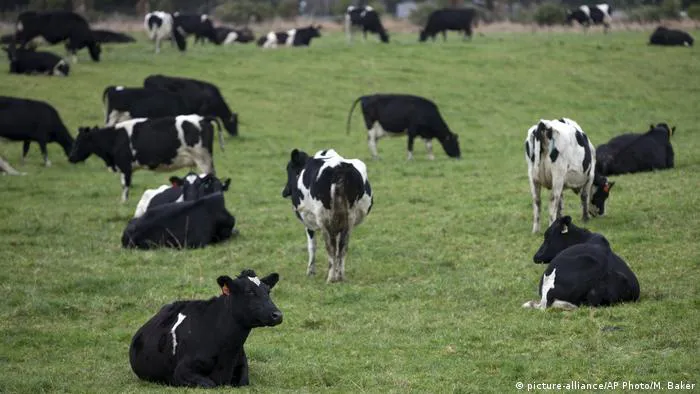 New Zealand đánh thuế ợ hơi từ bò và cừu nhằm cắt giảm khí methane gây hiệu ứng nhà kính - Ảnh 1. New Zealand đánh thuế ợ hơi từ bò và cừu nhằm cắt giảm khí methane gây hiệu ứng nhà kính - Ảnh 1.