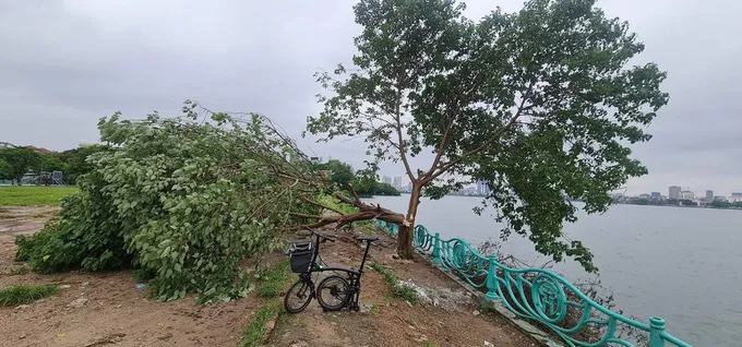 Xôn xao hình ảnh cây cô đơn nổi tiếng ở Hồ Tây nghi bị chặt hạ - Ảnh 1. Xôn xao hình ảnh cây cô đơn nổi tiếng ở Hồ Tây nghi bị chặt hạ - Ảnh 1.