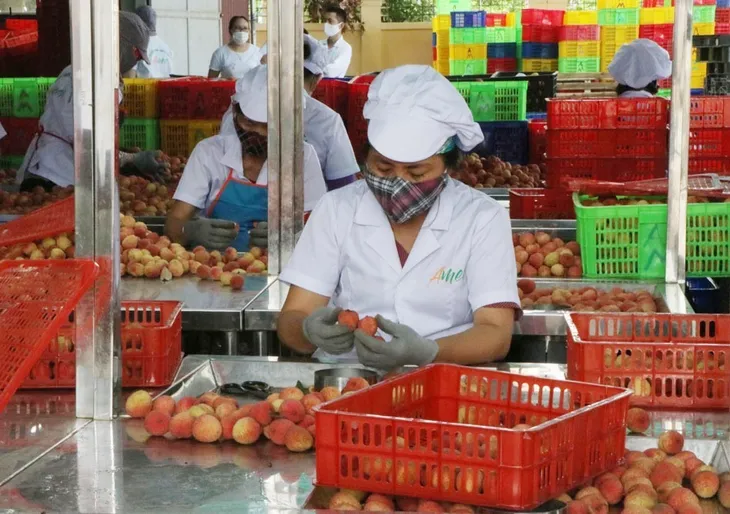 Khai phá thị trường mới cho quả vải Việt Nam - Ảnh 1. Khai phá thị trường mới cho quả vải Việt Nam - Ảnh 1.