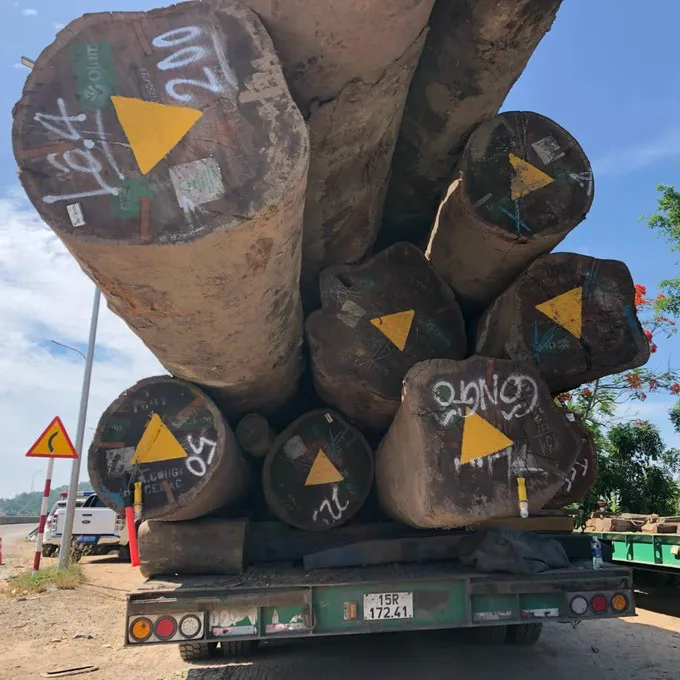 Xe chở gỗ lim siêu khủng đi trót lọt qua nhiều tỉnh, thành - Ảnh 2. Xe chở gỗ lim siêu khủng đi trót lọt qua nhiều tỉnh, thành - Ảnh 2.