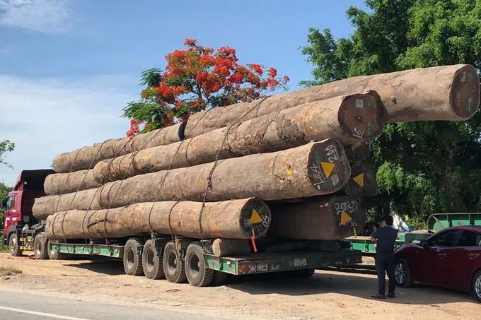 Xe chở gỗ lim siêu khủng đi trót lọt qua nhiều tỉnh, thành - Ảnh 3. Xe chở gỗ lim siêu khủng đi trót lọt qua nhiều tỉnh, thành - Ảnh 3.