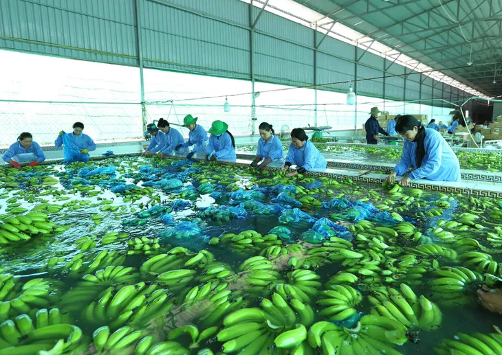 Nông sản “chạy đua” lập kỷ lục 55 tỷ USD xuất khẩu - Ảnh 2. Nông sản “chạy đua” lập kỷ lục 55 tỷ USD xuất khẩu - Ảnh 2.