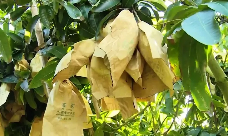 Đời sống ĐBSCL thay đổi khi không còn lũ - Ảnh 2. Đời sống ĐBSCL thay đổi khi không còn lũ - Ảnh 2.