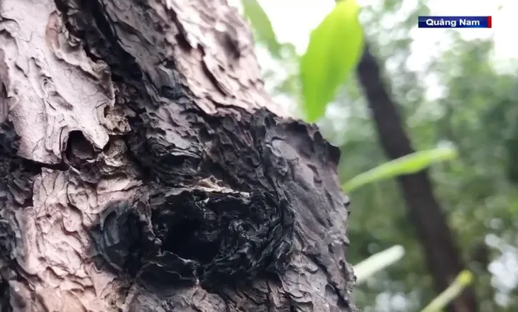 Hàng trăm cây thông trên 35 năm tuổi bị đầu độc bằng hóa chất - Ảnh 2. Hàng trăm cây thông trên 35 năm tuổi bị đầu độc bằng hóa chất - Ảnh 2.