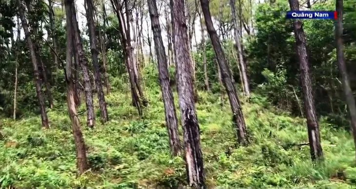Hàng trăm cây thông trên 35 năm tuổi bị đầu độc bằng hóa chất - Ảnh 3. Hàng trăm cây thông trên 35 năm tuổi bị đầu độc bằng hóa chất - Ảnh 3.