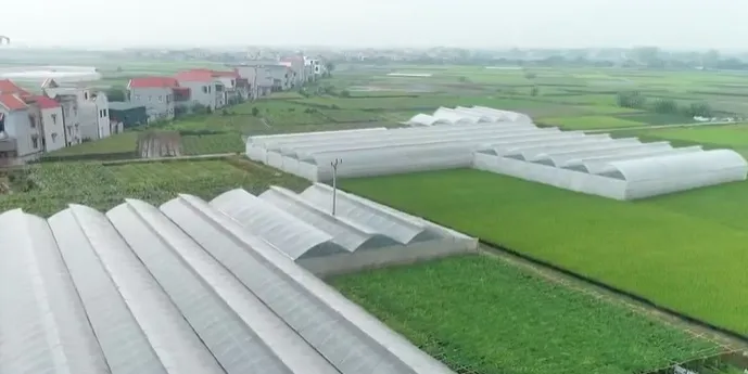 Đổi mới, phát triển và nâng cao hiệu quả kinh tế tập thể - Ảnh 1. Đổi mới, phát triển và nâng cao hiệu quả kinh tế tập thể - Ảnh 1.