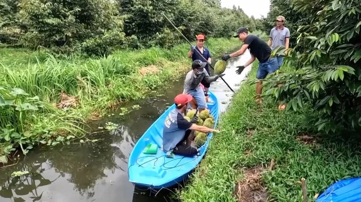 Tiền Giang sẵn sàng xuất khẩu sầu riêng chính ngạch sang Trung Quốc - Ảnh 1. Tiền Giang sẵn sàng xuất khẩu sầu riêng chính ngạch sang Trung Quốc - Ảnh 1.