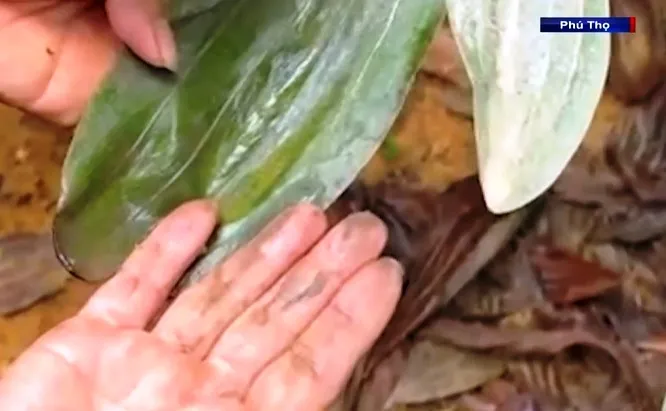 Nhà máy xi măng Sông Thao phát thải bụi ảnh hưởng cả trăm hộ dân - Ảnh 2. Nhà máy xi măng Sông Thao phát thải bụi ảnh hưởng cả trăm hộ dân - Ảnh 2.