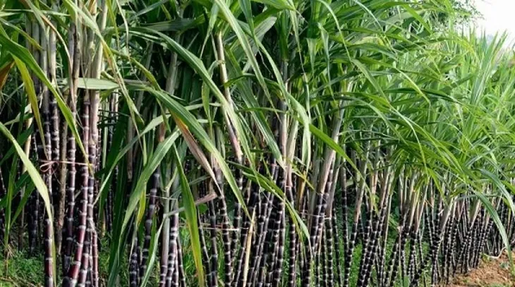 Bài toán tự chủ nguồn cung, cần lời giải từ ngành mía đường - Ảnh 3. Bài toán tự chủ nguồn cung, cần lời giải từ ngành mía đường - Ảnh 3.