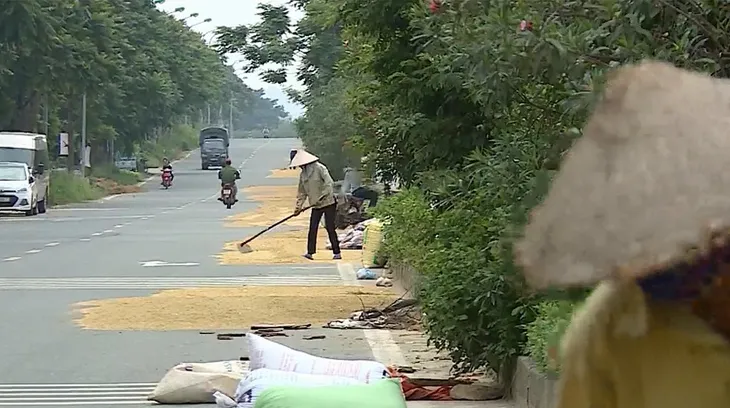 Ẩn họa từ việc lấn chiếm đường thành sân phơi rơm rạ, thóc lúa - Ảnh 1. Ẩn họa từ việc lấn chiếm đường thành sân phơi rơm rạ, thóc lúa - Ảnh 1.