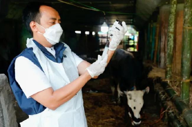 Bệnh lở mồm long móng “phủ bóng” lên lễ hội Eid al-Adha ở Indonesia - Ảnh 1. Bệnh lở mồm long móng “phủ bóng” lên lễ hội Eid al-Adha ở Indonesia - Ảnh 1.