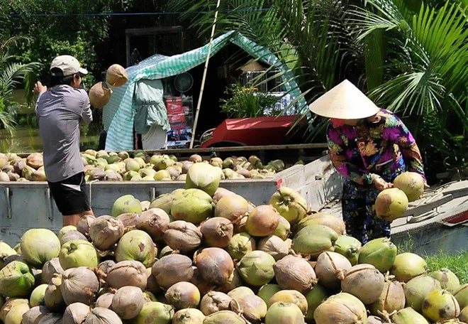 Giá dừa khô Bến Tre thấp kỷ lục - Ảnh 1. Giá dừa khô Bến Tre thấp kỷ lục - Ảnh 1.