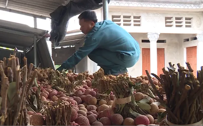 Xuất khẩu khó, vải được đưa vào sấy và chế biến - Ảnh 1. Xuất khẩu khó, vải được đưa vào sấy và chế biến - Ảnh 1.