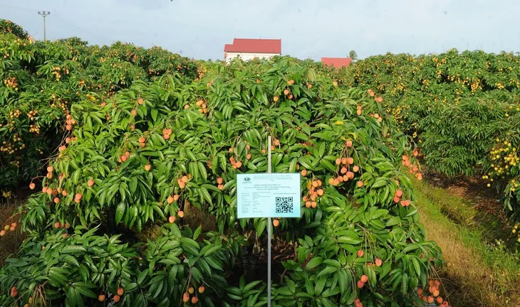 Vải thiều Hải Dương được giá nhất 10 năm qua - Ảnh 1. Vải thiều Hải Dương được giá nhất 10 năm qua - Ảnh 1.