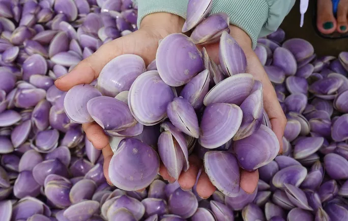 Nguyên nhân ban đầu khiến hàng tấn ngao chết trôi dạt vào bờ biển Thanh Hóa - Ảnh 2. Nguyên nhân ban đầu khiến hàng tấn ngao chết trôi dạt vào bờ biển Thanh Hóa - Ảnh 2.