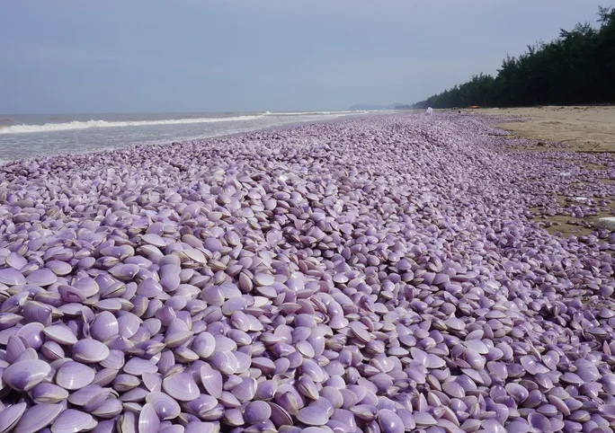 Nguyên nhân ban đầu khiến hàng tấn ngao chết trôi dạt vào bờ biển Thanh Hóa - Ảnh 1. Nguyên nhân ban đầu khiến hàng tấn ngao chết trôi dạt vào bờ biển Thanh Hóa - Ảnh 1.