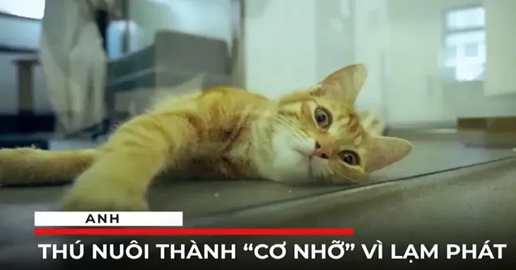 Lạm phát khiến nhiều người bỏ rơi thú cưng - Ảnh 1. Lạm phát khiến nhiều người bỏ rơi thú cưng - Ảnh 1.