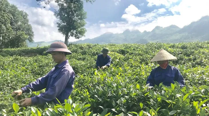 Làm giàu từ phát triển cây đặc sản vùng cao - Ảnh 1. Làm giàu từ phát triển cây đặc sản vùng cao - Ảnh 1.