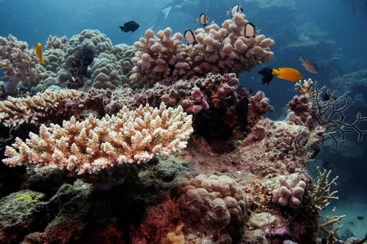 Rạn san hô Great Barrier ở Australia đạt độ phủ cao nhất trong 36 năm - Ảnh 1. Rạn san hô Great Barrier ở Australia đạt độ phủ cao nhất trong 36 năm - Ảnh 1.