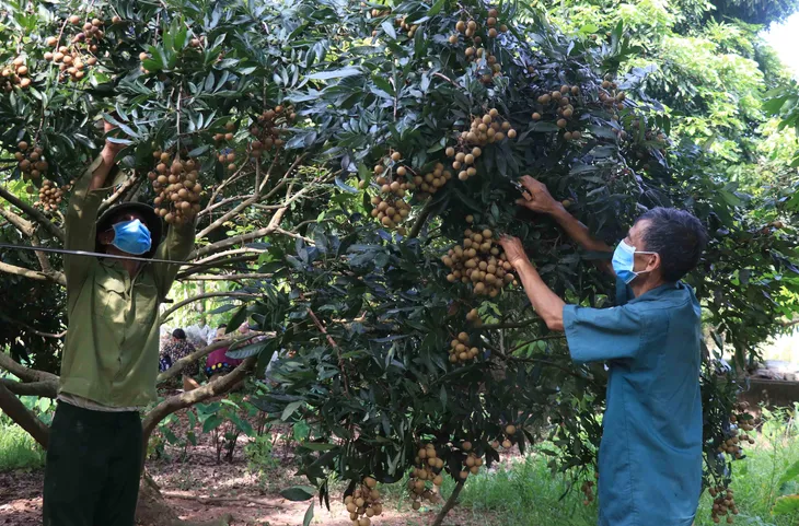 Nhãn lồng Hưng Yên chín muộn, được giá - Ảnh 1. Nhãn lồng Hưng Yên chín muộn, được giá - Ảnh 1.