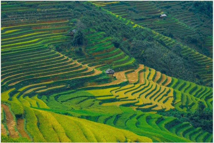 Mù Cang Chải đẹp đến ngẩn ngơ khi mùa vàng đang gõ cửa - Ảnh 2.