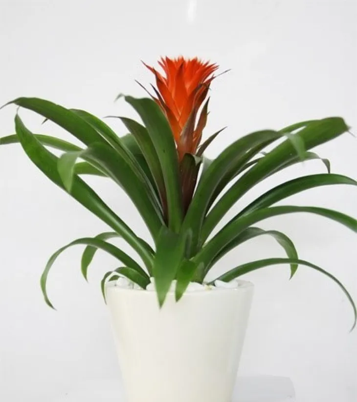 Những loại cây thích hợp nên đặt trong phòng tắm nhà bạn - Ảnh 6. Những loại cây thích hợp nên đặt trong phòng tắm nhà bạn - Ảnh 6.