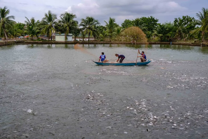 Giá thức ăn tăng cao, người nuôi cá đứng ngồi không yên - Ảnh 1. Giá thức ăn tăng cao, người nuôi cá đứng ngồi không yên - Ảnh 1.