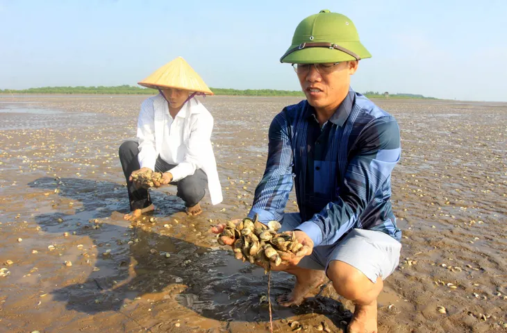 Thái Bình: Ngao nuôi chết hàng loạt trên mặt bãi triều xen lẫn váng dầu - Ảnh 3. Thái Bình: Ngao nuôi chết hàng loạt trên mặt bãi triều xen lẫn váng dầu - Ảnh 3.
