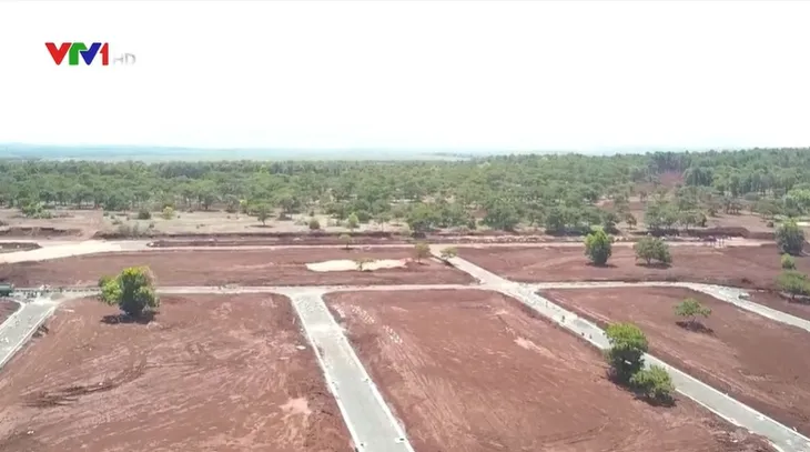 Hàng nghìn cây thông lâu năm chết khô trong dự án sân golf Đăk Đoa - Ảnh 2. Hàng nghìn cây thông lâu năm chết khô trong dự án sân golf Đăk Đoa - Ảnh 2.